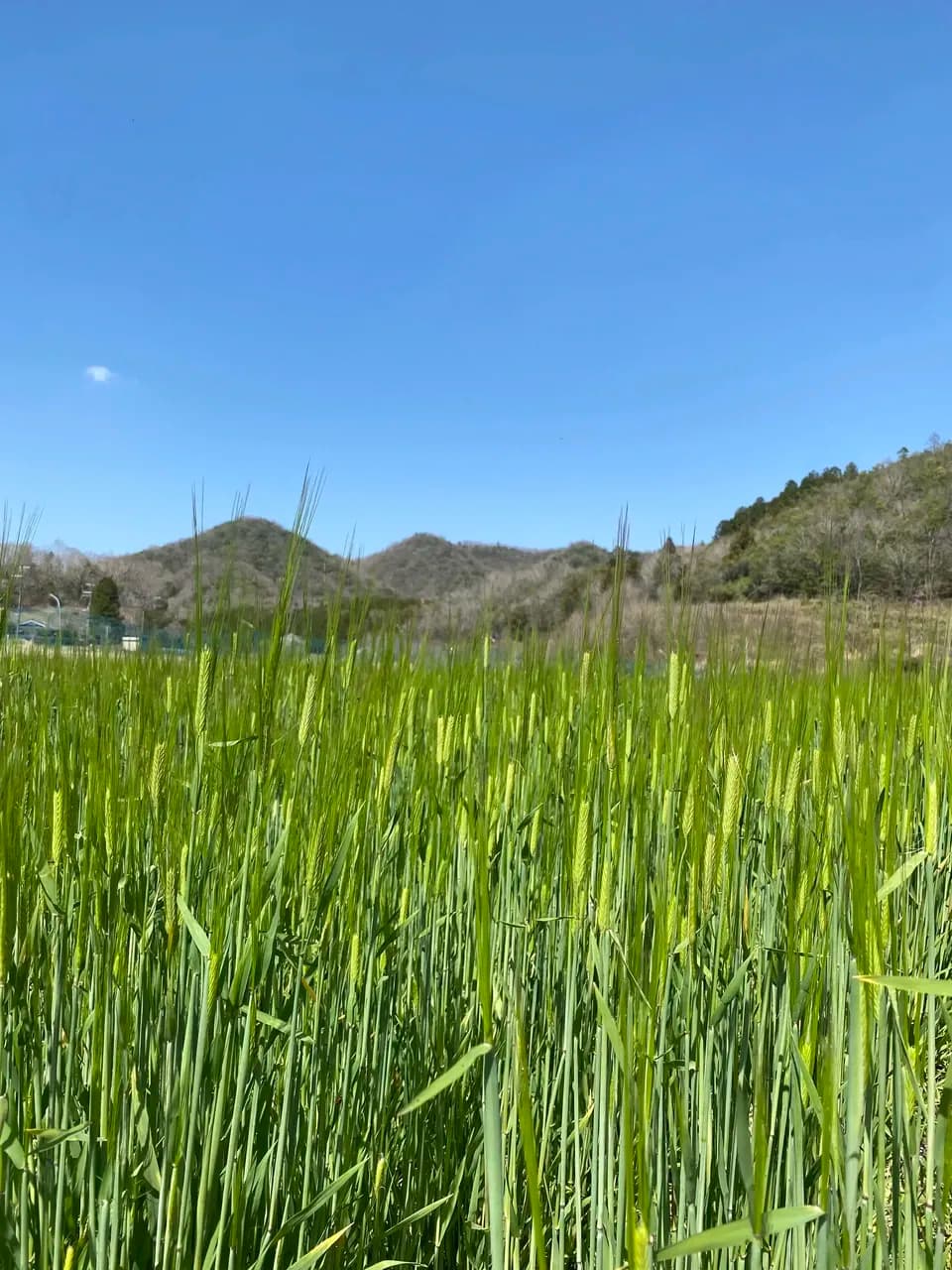 2026年度 新麦・自然栽培二条大麦＜麦茶＞