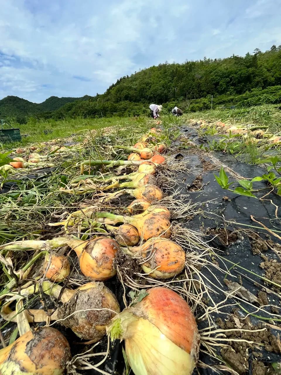 【今季完売】2025 無農薬　完熟タマネギ