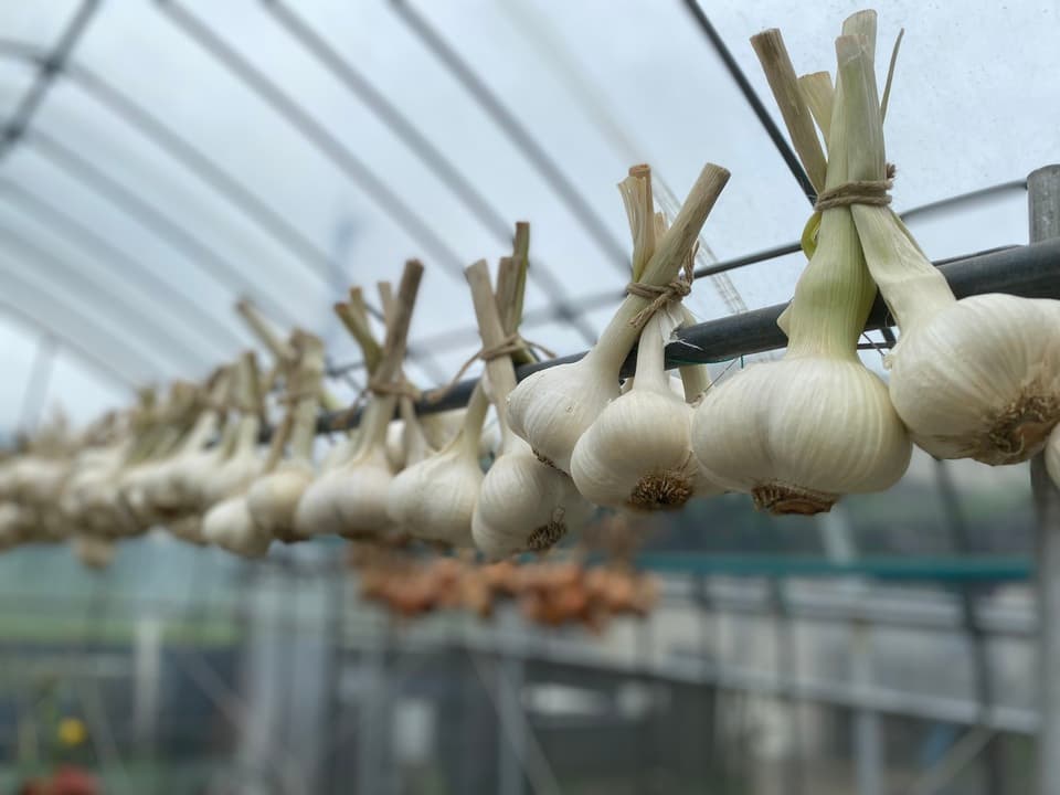 今季完売】2025 無農薬ホワイト六片 ニンニク dohsakafarm-plough
