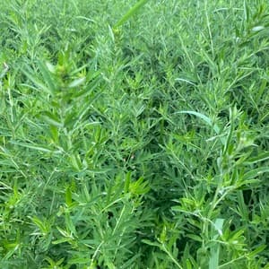 夏限定　2026二条大麦の茶　よもぎブレンド
