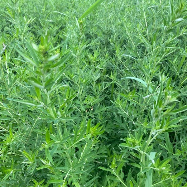 夏限定　2026二条大麦の茶　よもぎブレンド