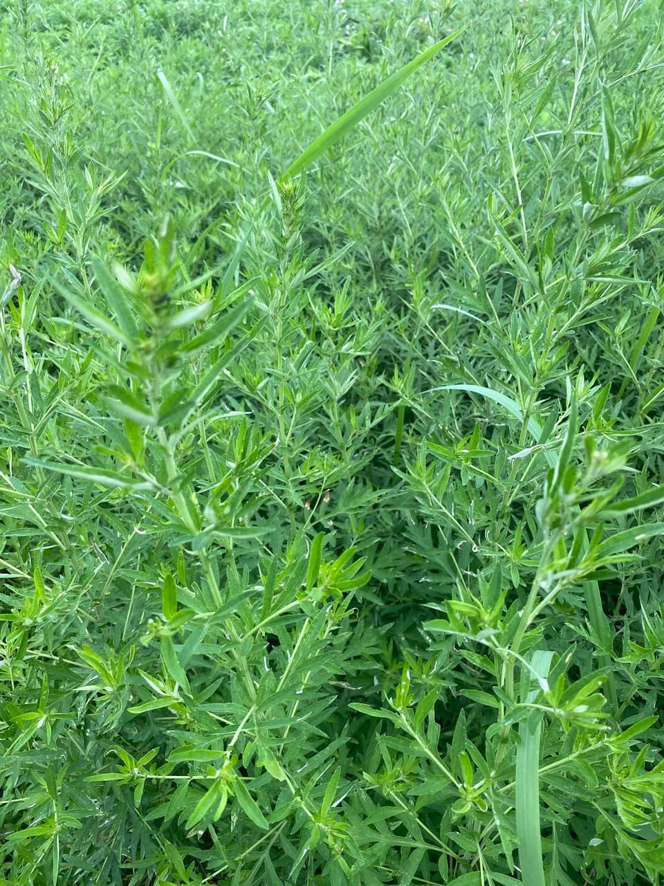 夏限定　2026二条大麦の茶　よもぎブレンド