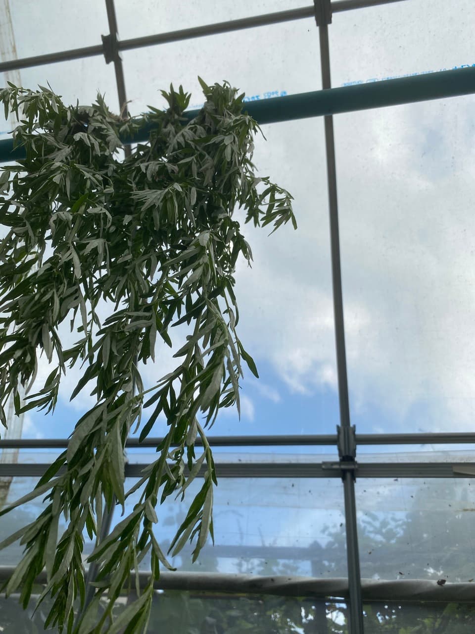 夏限定　2026二条大麦の茶　よもぎブレンド