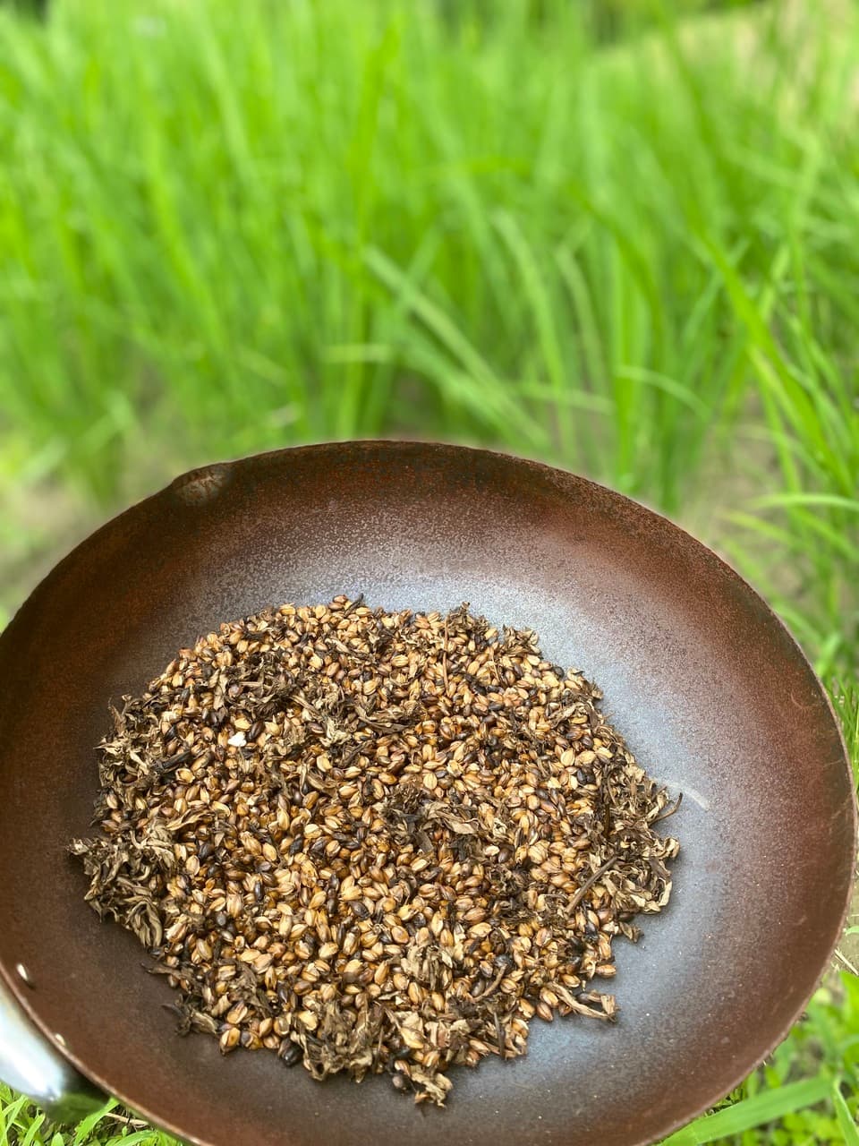 夏限定　2026二条大麦の茶　よもぎブレンド
