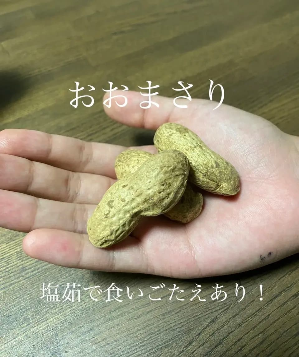 【今季完売】2025掘り立て　なま落花生「おおまさり」