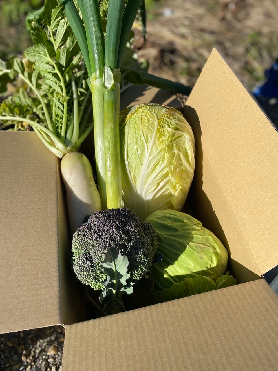 無農薬　旬の野菜セット2025-2026年【冬野菜】農家オススメセット/キャベツ・ブロッコリー・白菜・大根・人参など日常便利な野菜詰め合わせ
