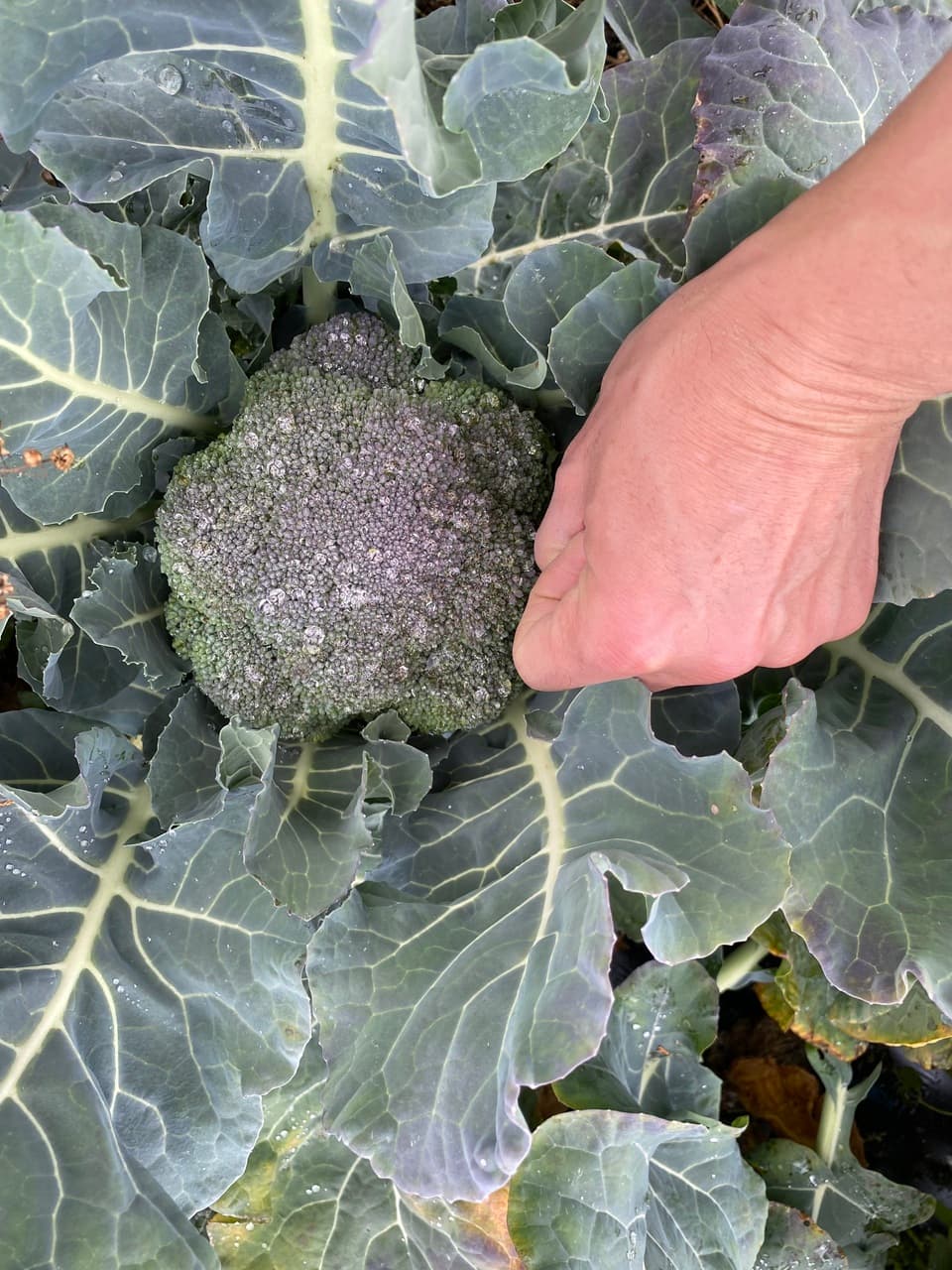 【義援金】2024　旬の野菜セット