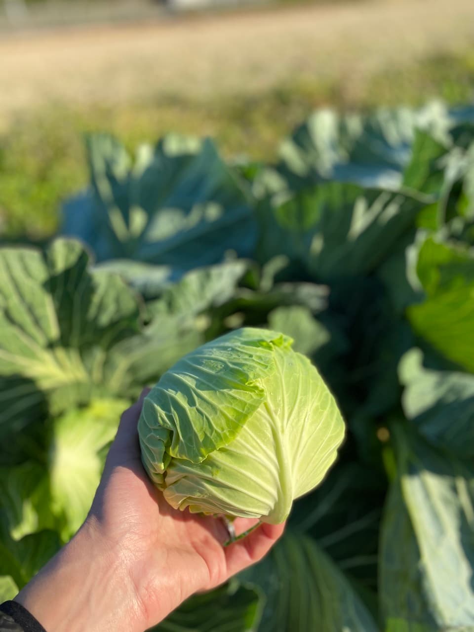 【義援金】2024　旬の野菜セット