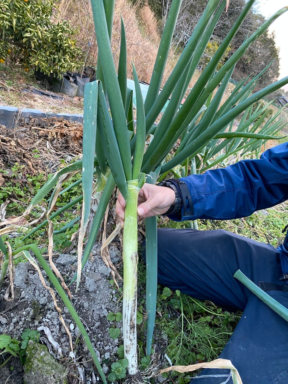 【義援金】2024　旬の野菜セット