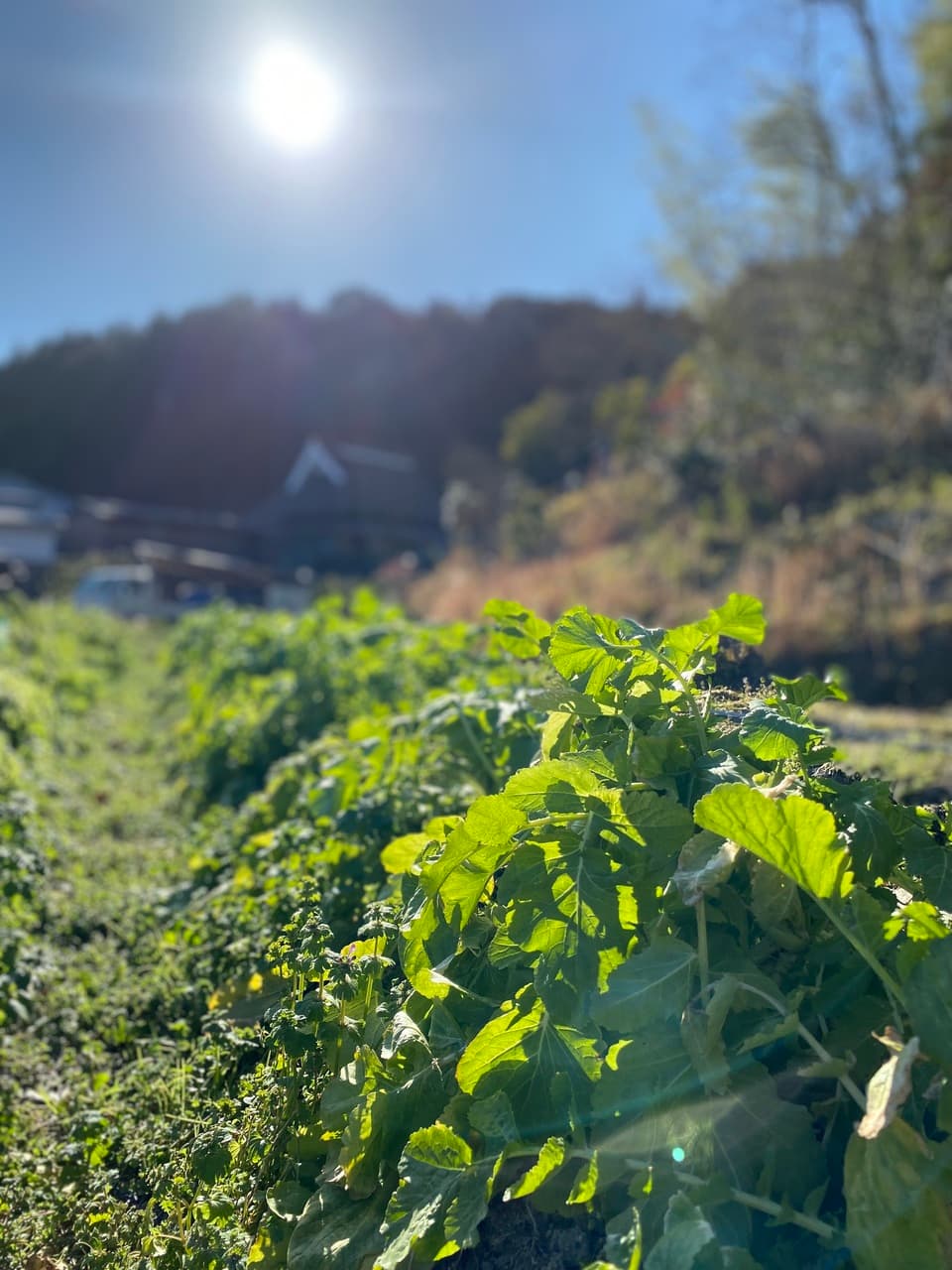 【義援金】2024　旬の野菜セット