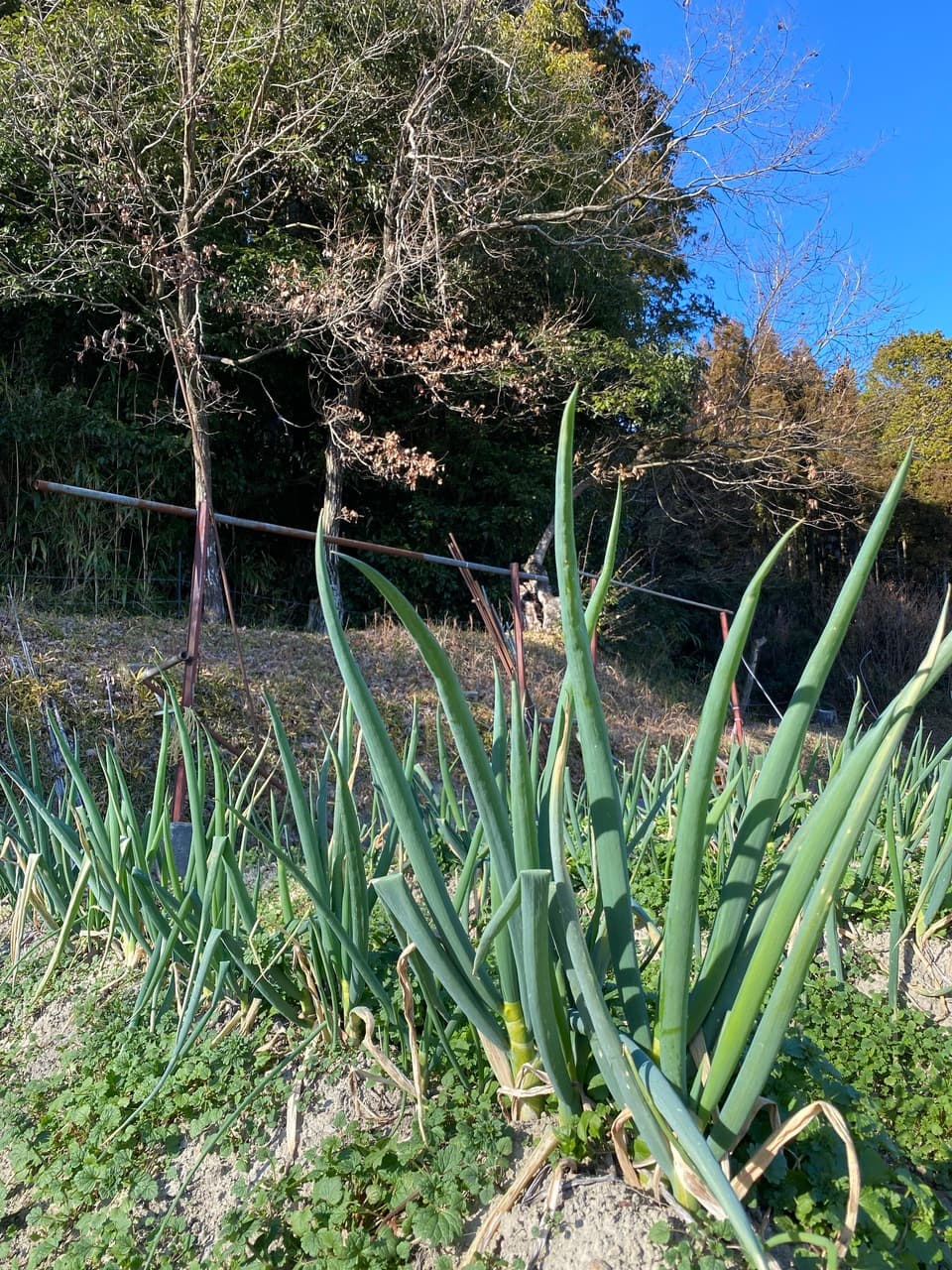 【義援金】2024　旬の野菜セット