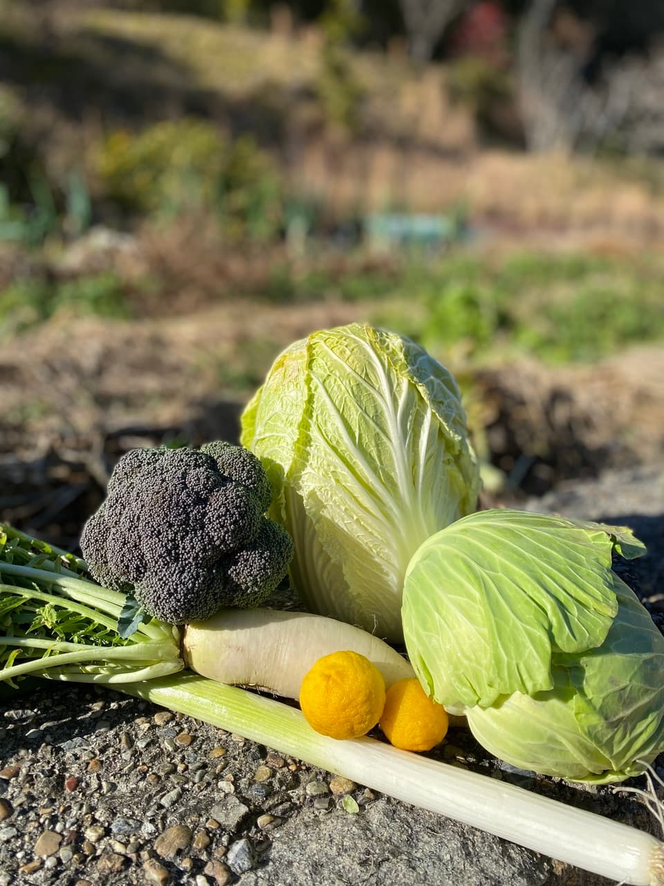 【義援金】2024　旬の野菜セット