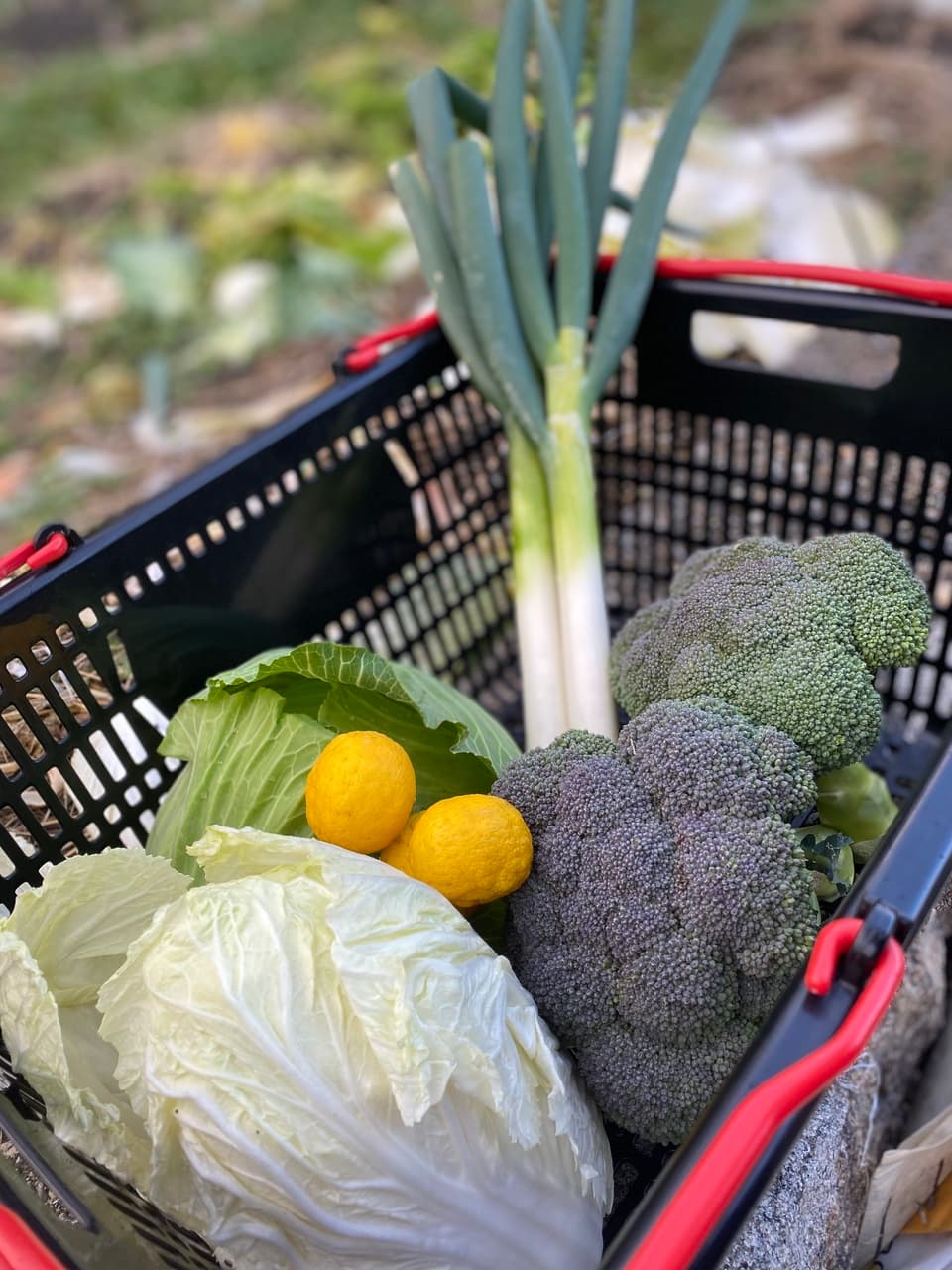 【義援金】2024　旬の野菜セット