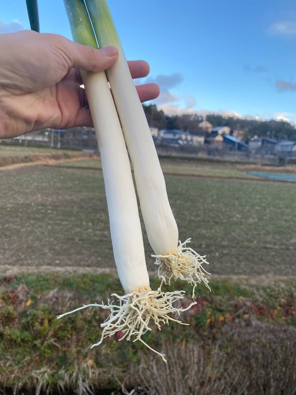 【義援金】2024　旬の野菜セット