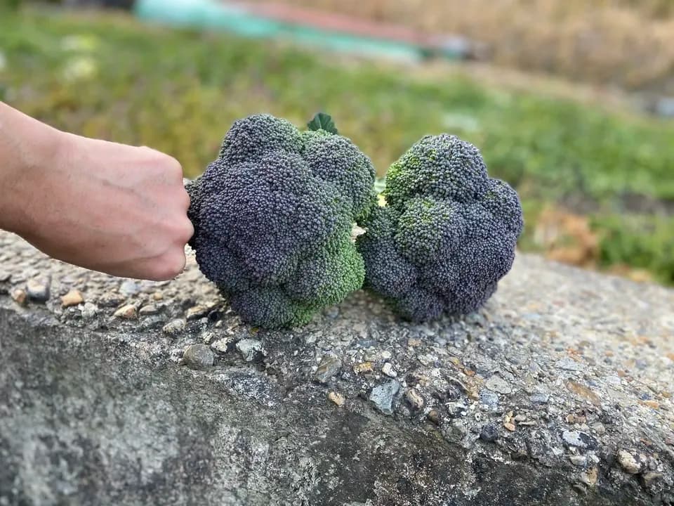無農薬 ブロッコリー