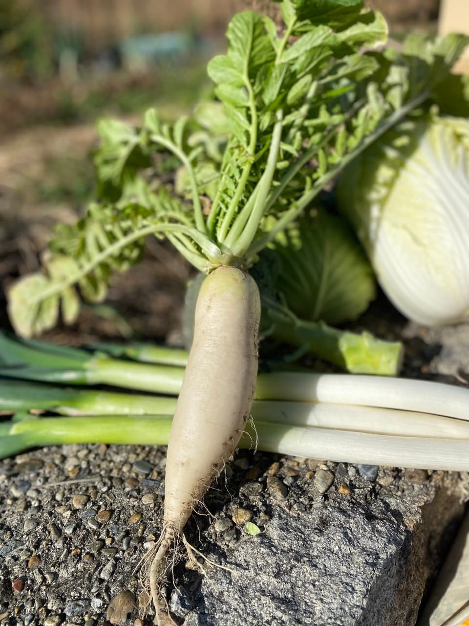 【義援金】2024　旬の野菜セット