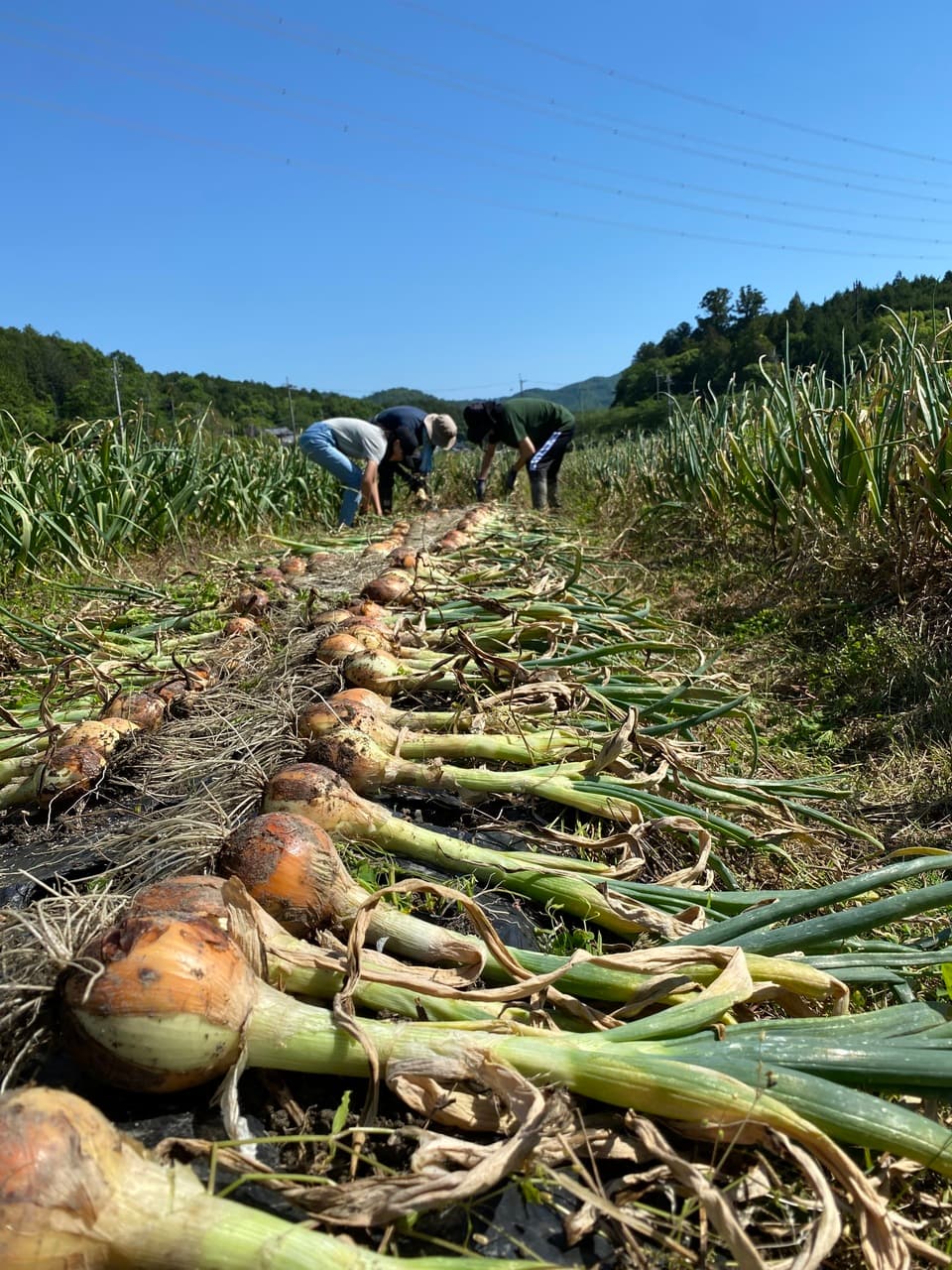 完売御礼　2024【初夏】旬の野菜セット