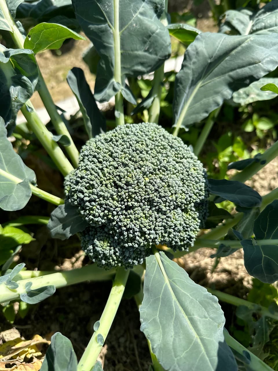 完売御礼　2024【初夏】旬の野菜セット