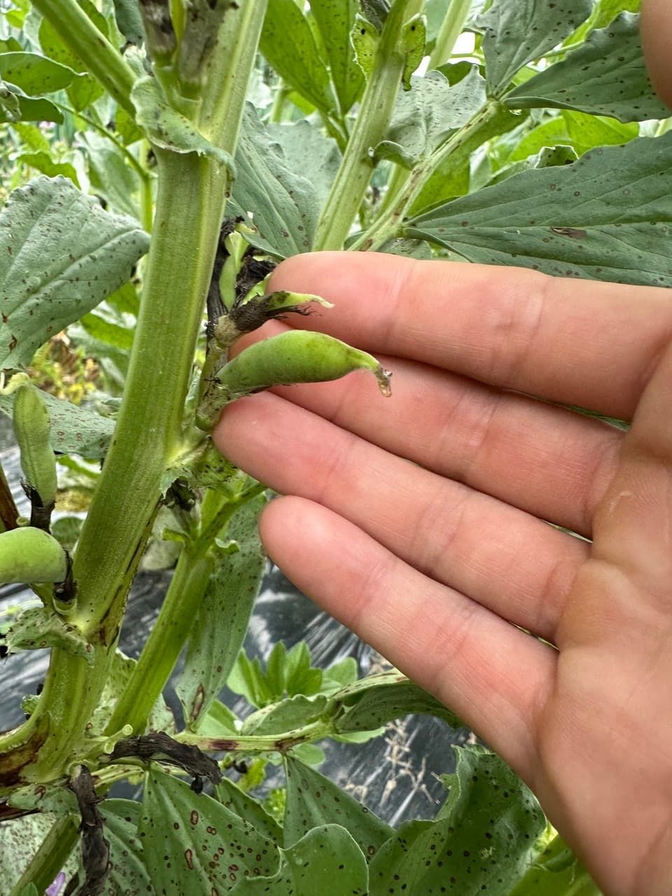 完売御礼　2024【初夏】旬の野菜セット