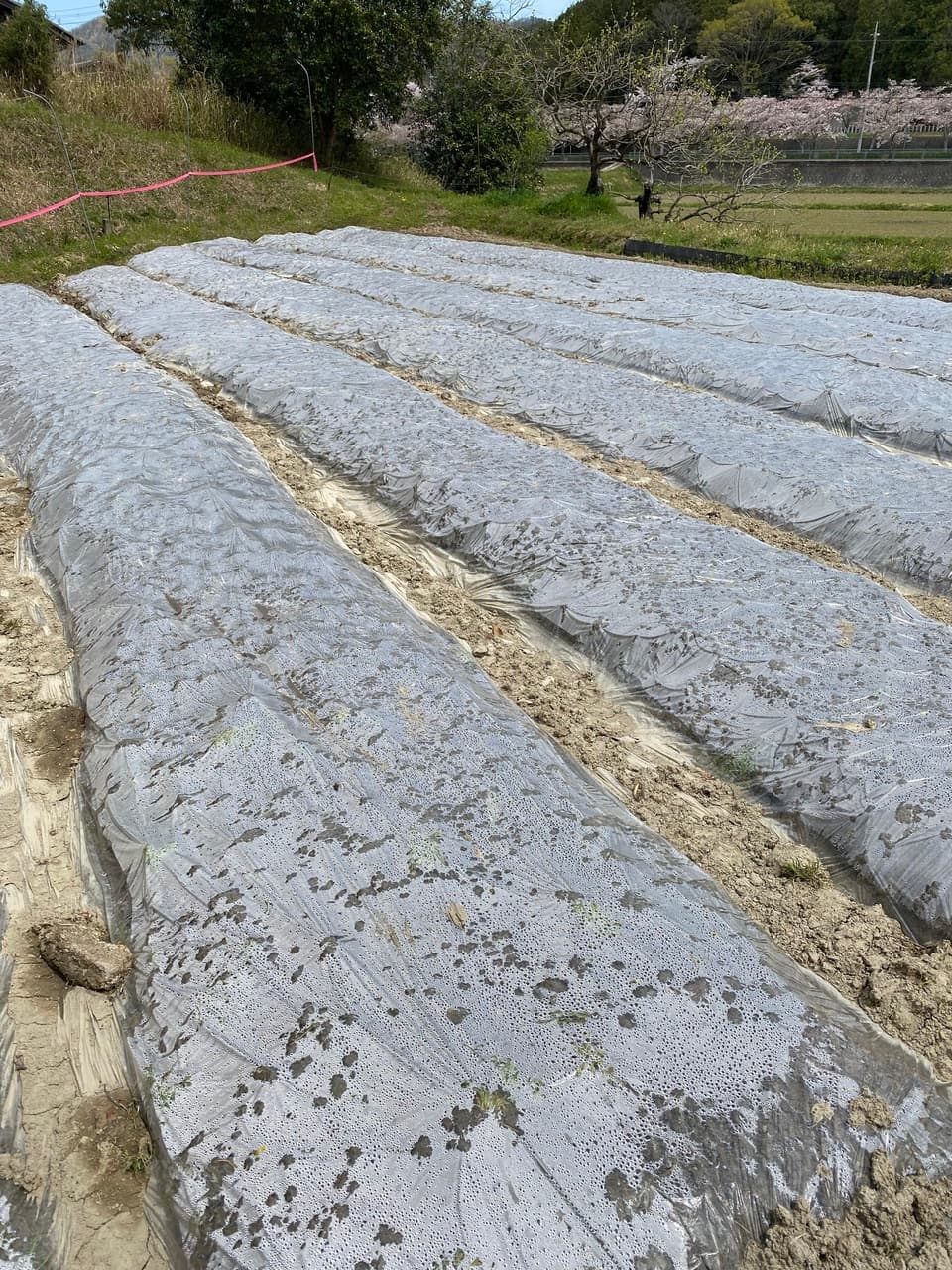 2024【夏】無農薬　旬の野菜セット