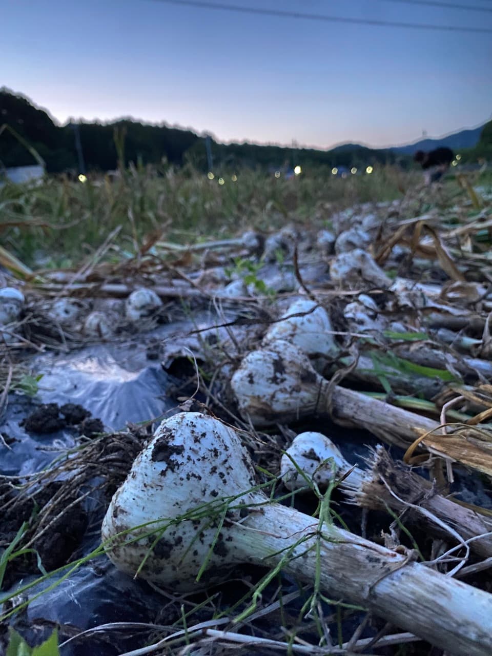 2024【夏】無農薬　旬の野菜セット