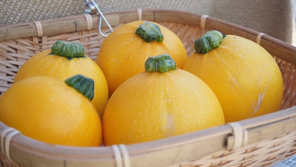 2024【夏】無農薬　旬の野菜セット