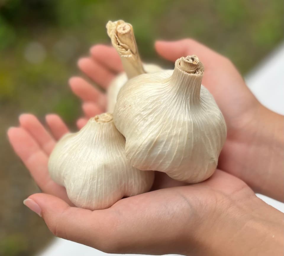 2024【夏】無農薬　旬の野菜セット