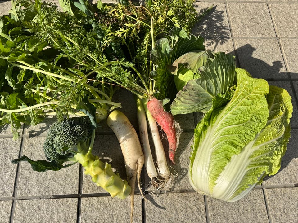 無農薬　旬の野菜セット2025-2026年【冬野菜】農家オススメセット/キャベツ・ブロッコリー・白菜・大根・人参など日常便利な野菜詰め合わせ