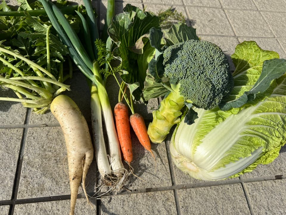 無農薬　旬の野菜セット2025-2026年【冬野菜】農家オススメセット/キャベツ・ブロッコリー・白菜・大根・人参など日常便利な野菜詰め合わせ