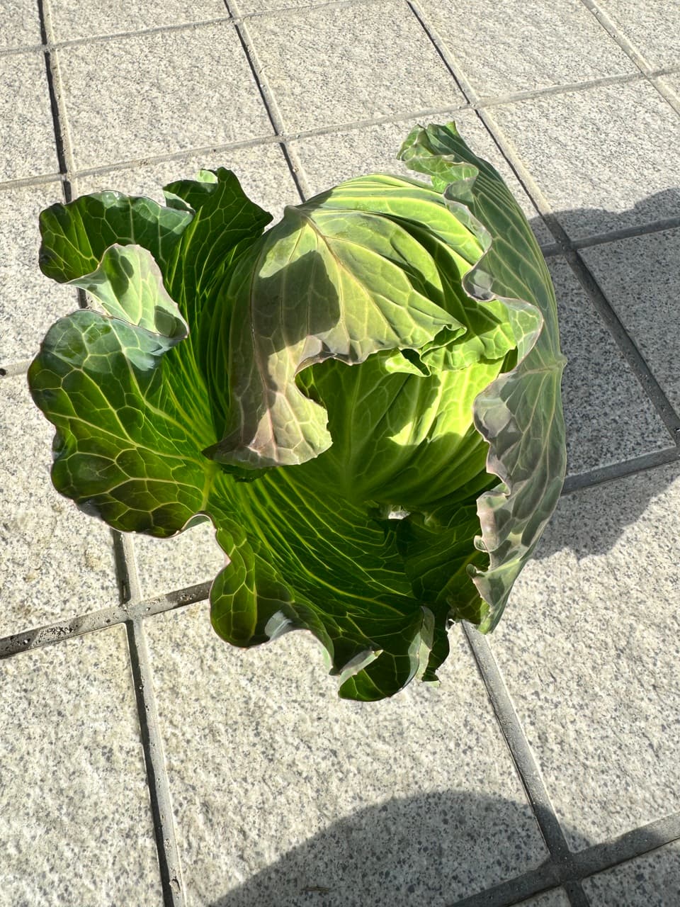 無農薬　旬の野菜セット2025-2026年【冬野菜】農家オススメセット/キャベツ・ブロッコリー・白菜・大根・人参など日常便利な野菜詰め合わせ