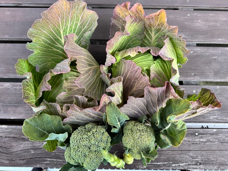 【販売終了】冬野菜　キャベツミニブロッコリーネギセット