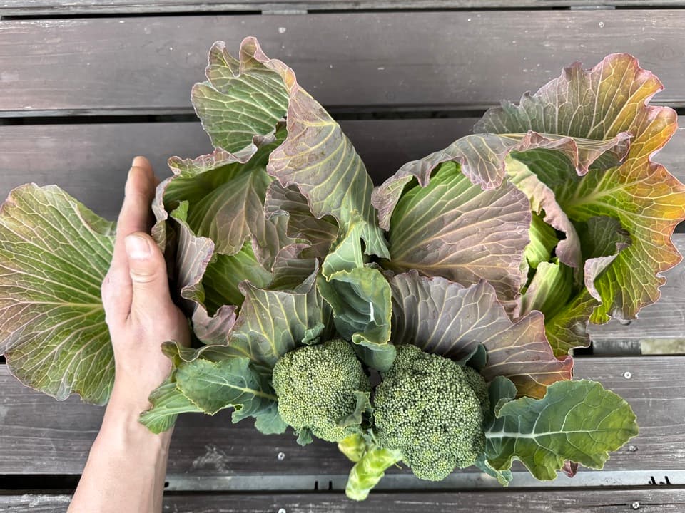 【販売終了】冬野菜　キャベツミニブロッコリーネギセット
