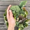 サムネイル 4