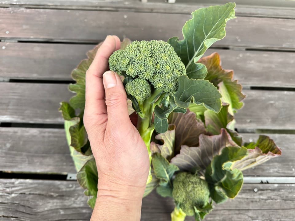 【販売終了】冬野菜　キャベツミニブロッコリーネギセット
