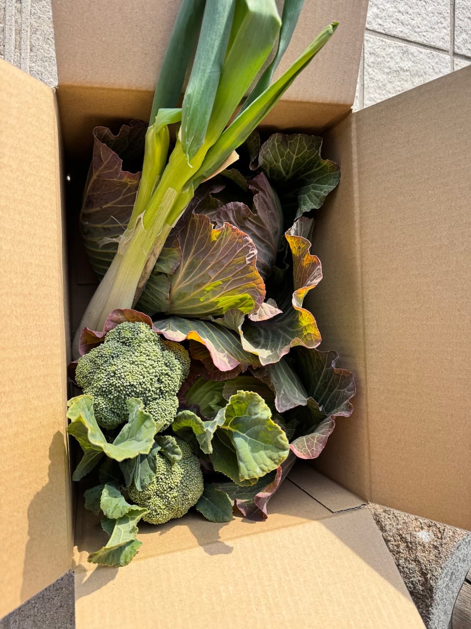【販売終了】冬野菜　キャベツミニブロッコリーネギセット