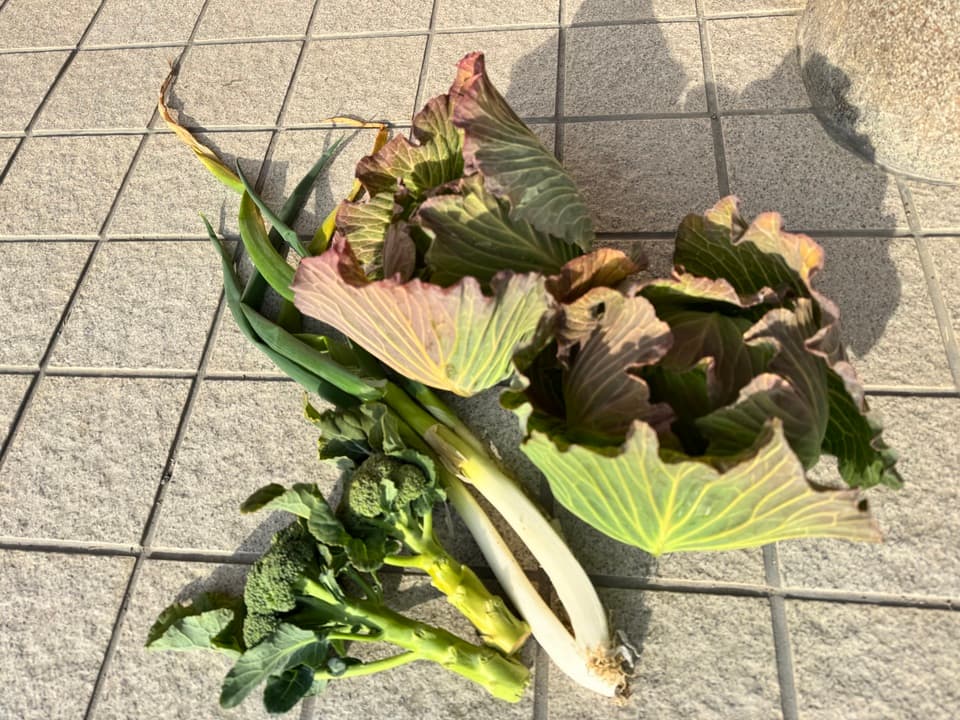 【販売終了】冬野菜　キャベツミニブロッコリーネギセット