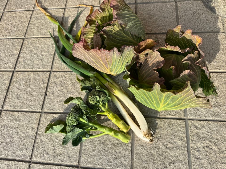 【販売終了】冬野菜　キャベツミニブロッコリーネギセット