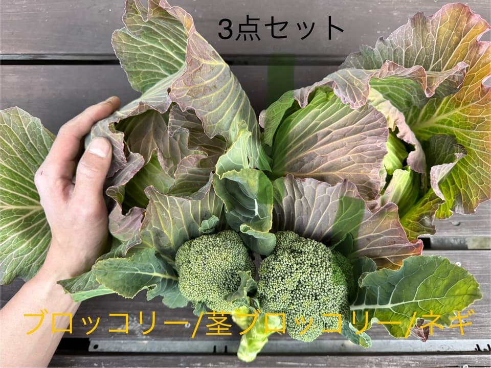 無農薬　旬の野菜セット2025-2026年【冬野菜】農家オススメセット/キャベツ・ブロッコリー・白菜・大根・人参など日常便利な野菜詰め合わせ