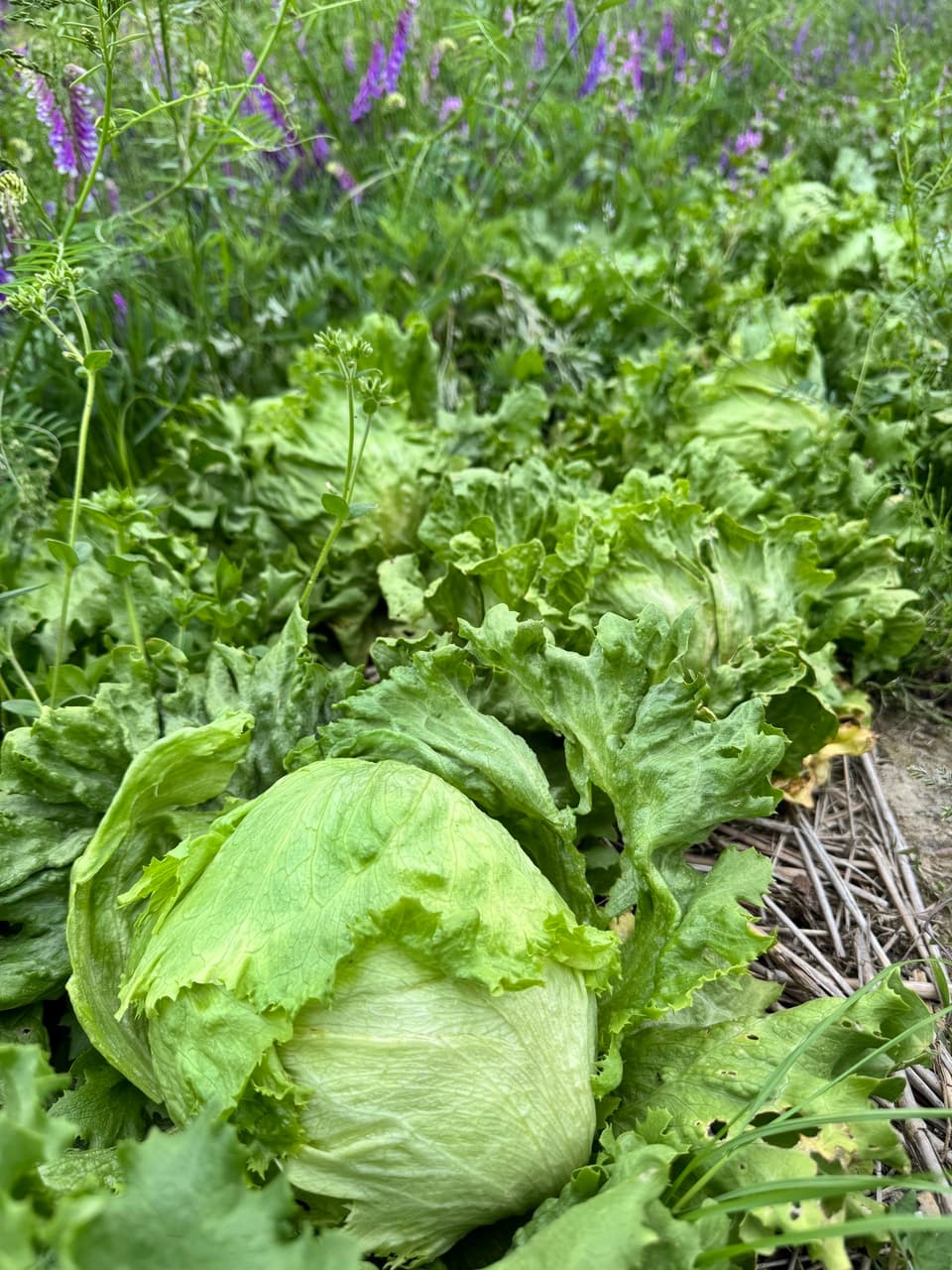 【完売】無農薬　2025春待ちレタス2玉と葉付きタマネギ3個セット　麦茶購入でアスパラガスプレゼント