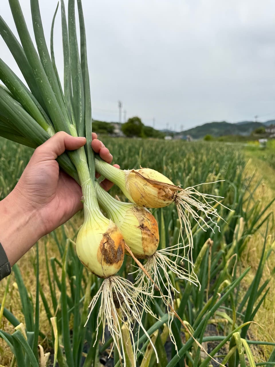 【完売】無農薬　2025春待ちレタス2玉と葉付きタマネギ3個セット　麦茶購入でアスパラガスプレゼント
