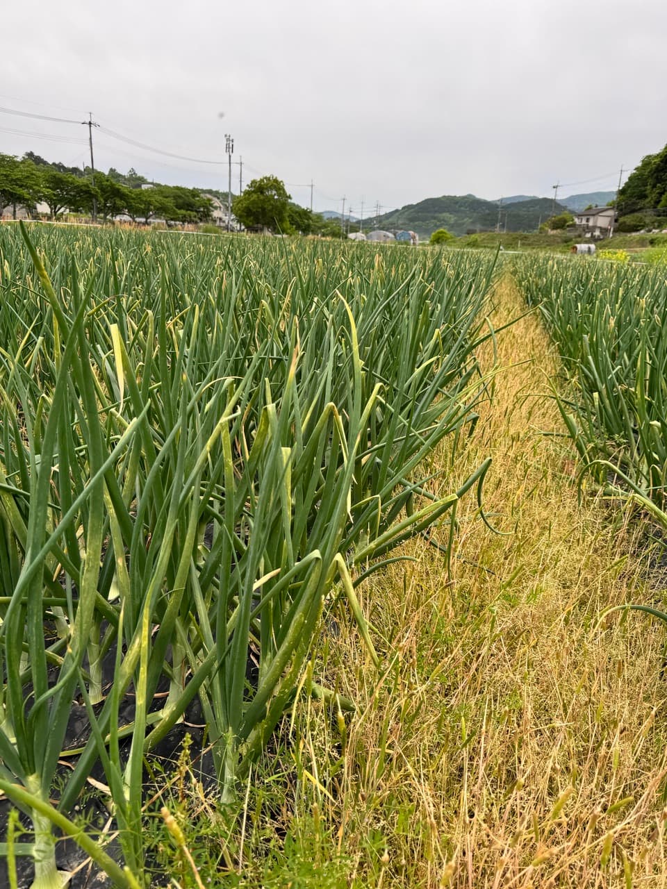 【完売】無農薬　2025春待ちレタス2玉と葉付きタマネギ3個セット　麦茶購入でアスパラガスプレゼント
