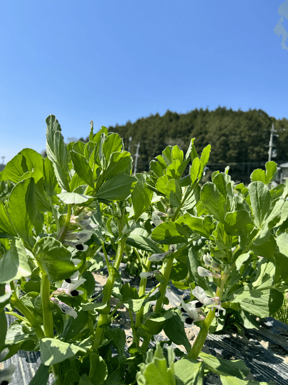 【完売御礼】2025 農薬不使用　そら豆