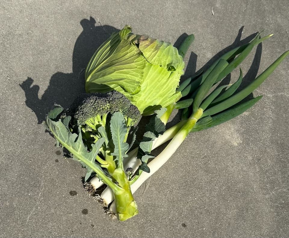 無農薬　旬の野菜セット2025-2026年【冬野菜】農家オススメセット/キャベツ・ブロッコリー・白菜・大根・人参など日常便利な野菜詰め合わせ