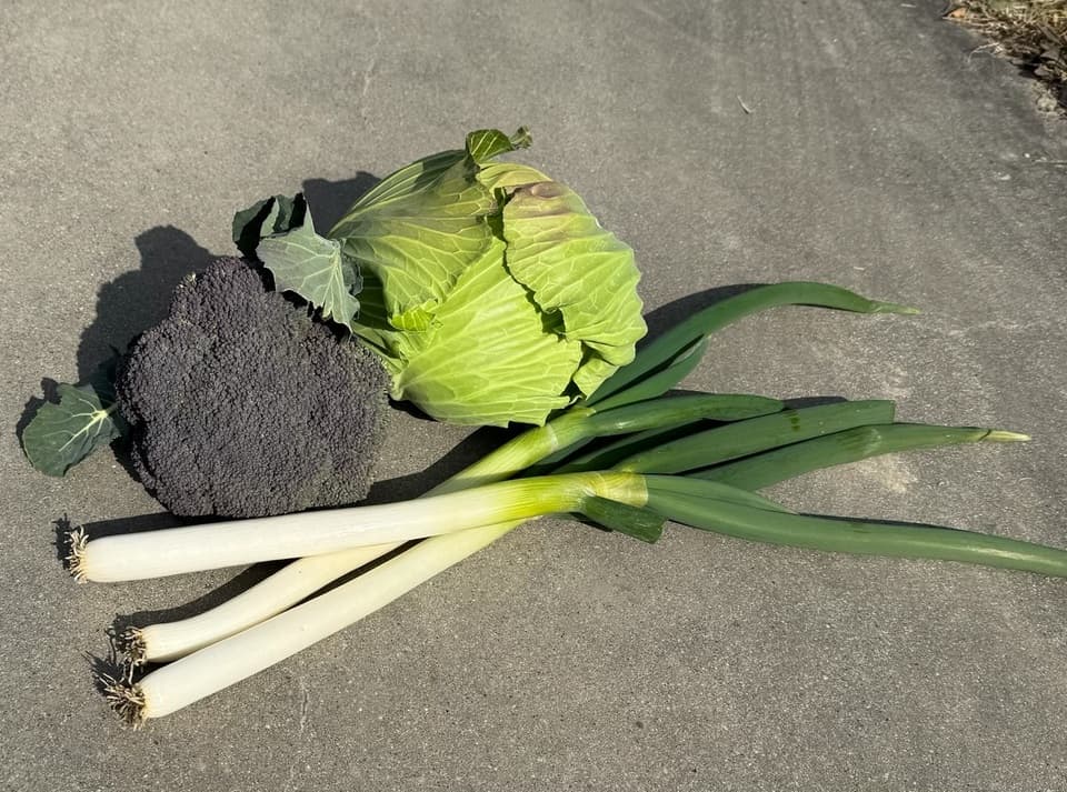 無農薬　旬の野菜セット2025-2026年【冬野菜】農家オススメセット/キャベツ・ブロッコリー・白菜・大根・人参など日常便利な野菜詰め合わせ