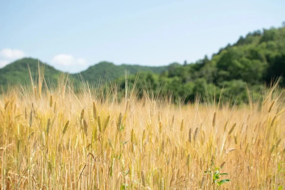 2026年度 新麦・自然栽培二条大麦＜麦茶＞