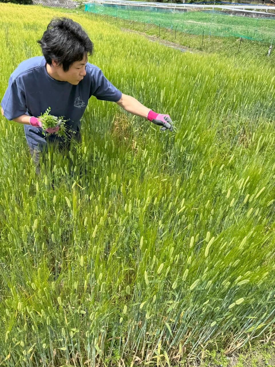 夏限定　2026二条大麦の茶　よもぎブレンド