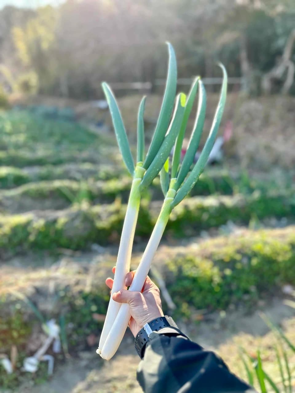 季節をつなぐ「ねぎ　根深ネギ／白ネギ」「露地野菜セット」