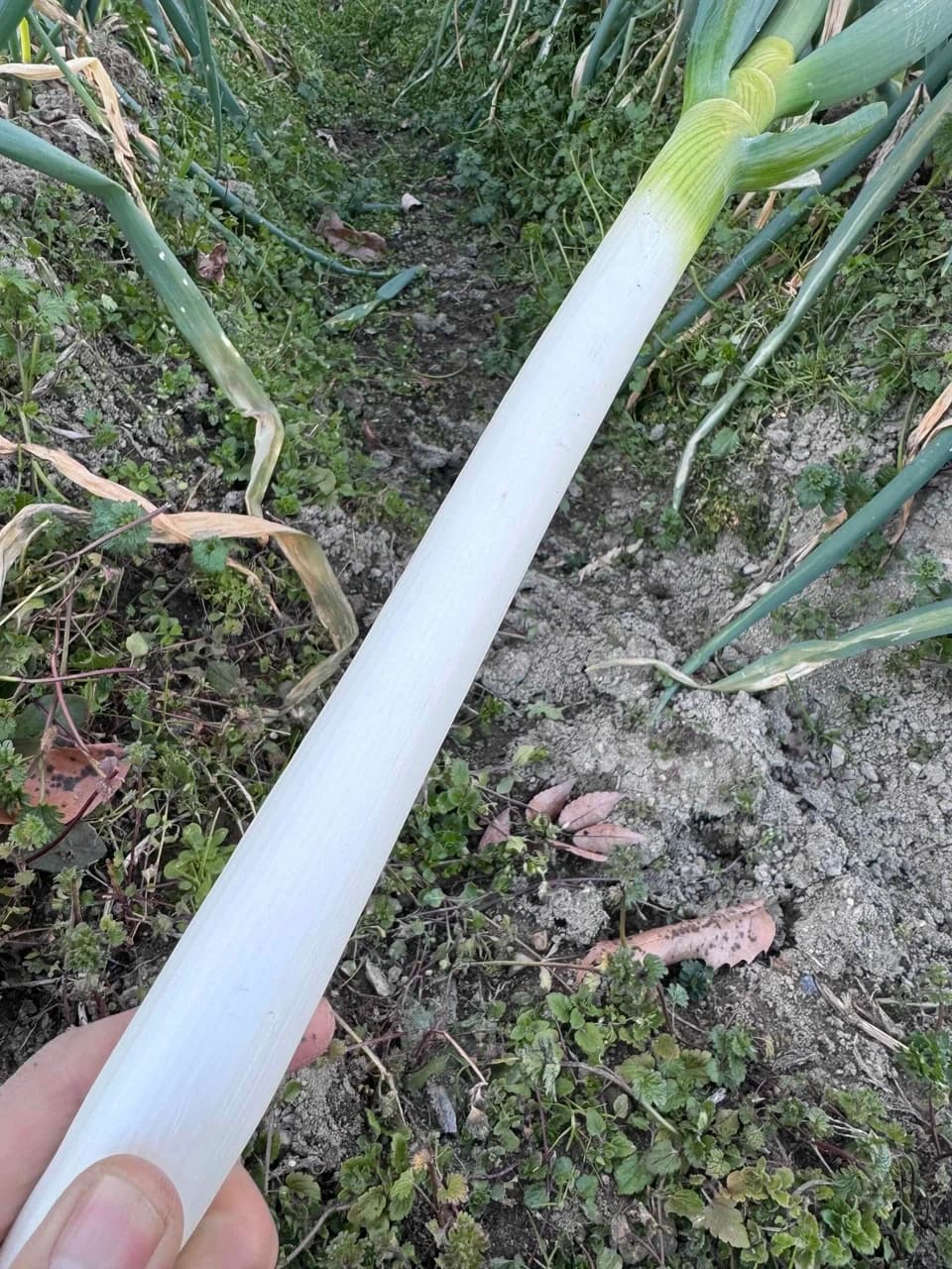 季節をつなぐ「ねぎ　根深ネギ／白ネギ」「露地野菜セット」