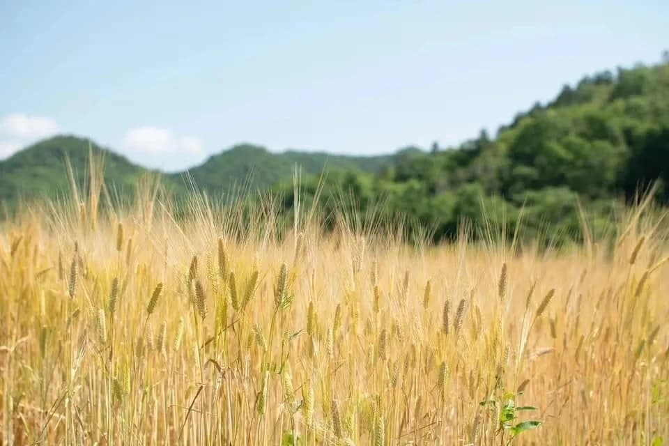 麦からつくる、夏の麦茶。dohsakafarm-plough- オンライン食育ワークショップ