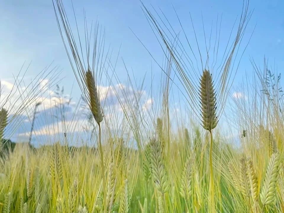 麦からつくる、夏の麦茶。dohsakafarm-plough- オンライン食育ワークショップ